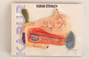 Human Stomach