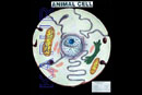 Animal Cell