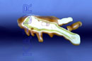 Amoeba Proteus