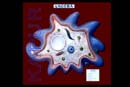 Amoeba