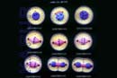 Animal Cell Division Mitosis
