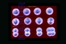 Animal Cell Division Meiosis
