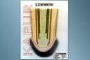 L.S Of Root Tip