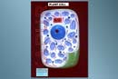 Plant Cell